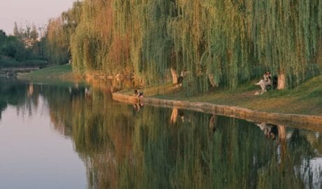 tranquil lakeside reflection with willow trees