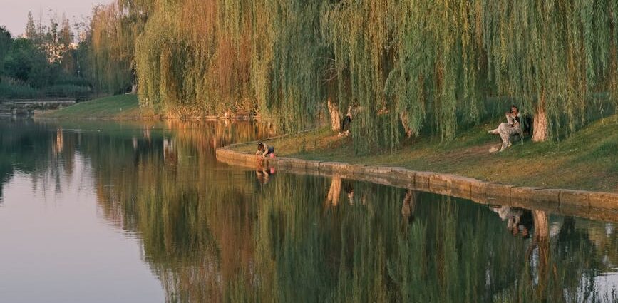 tranquil lakeside reflection with willow trees