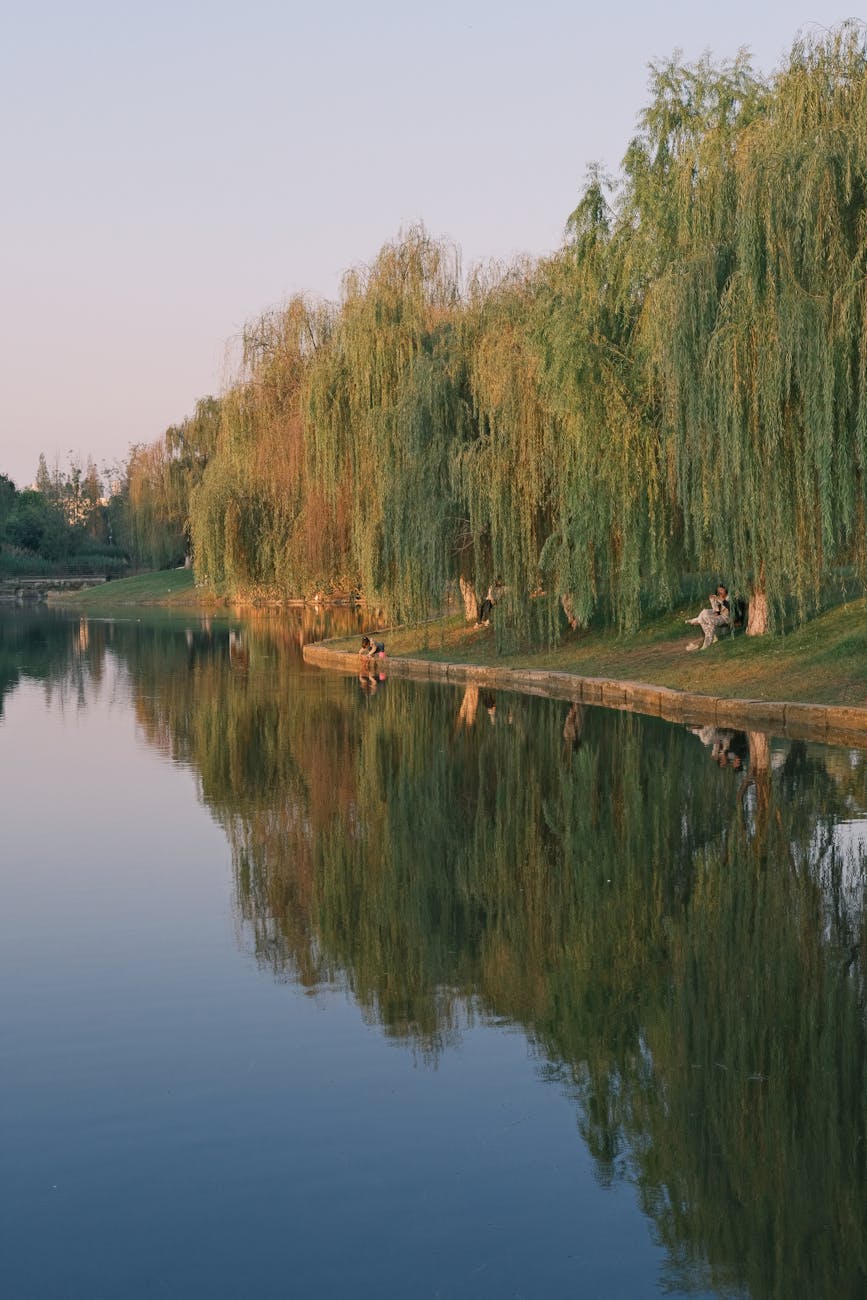 tranquil lakeside reflection with willow trees